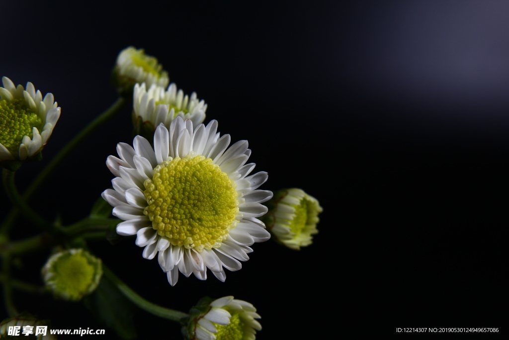 多头白色菊花