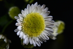 菊花绽放图
