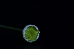 菊花花苞