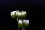 白色菊花侧面图