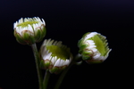 菊花花苞