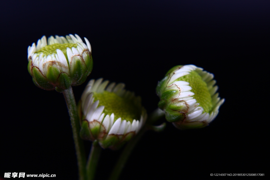 菊花花苞