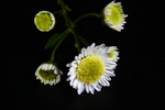 白色多头菊花