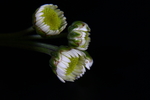 白色菊花