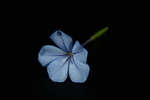 蓝花丹