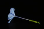 蓝花丹