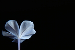 蓝色茉莉花