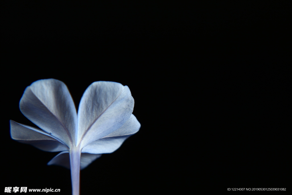 蓝色茉莉花