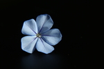 蓝花矶松
