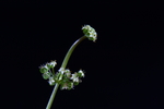 铜钱草开花