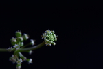 铜钱草花