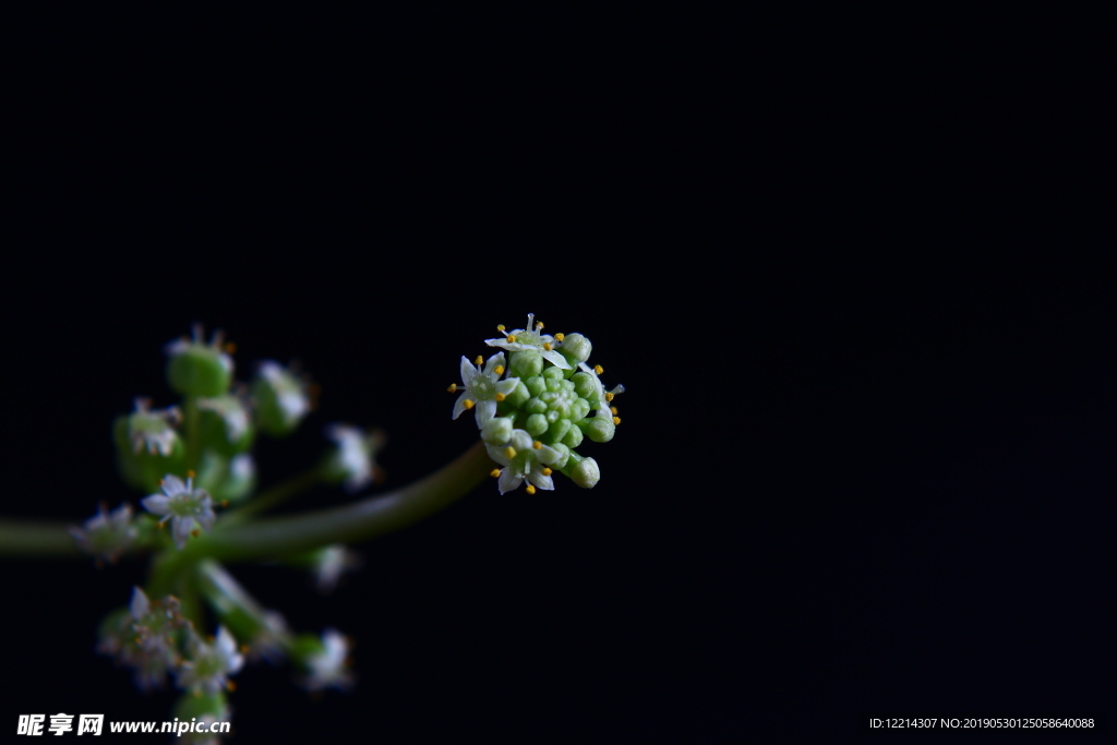 铜钱草花