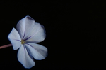 蓝雪花