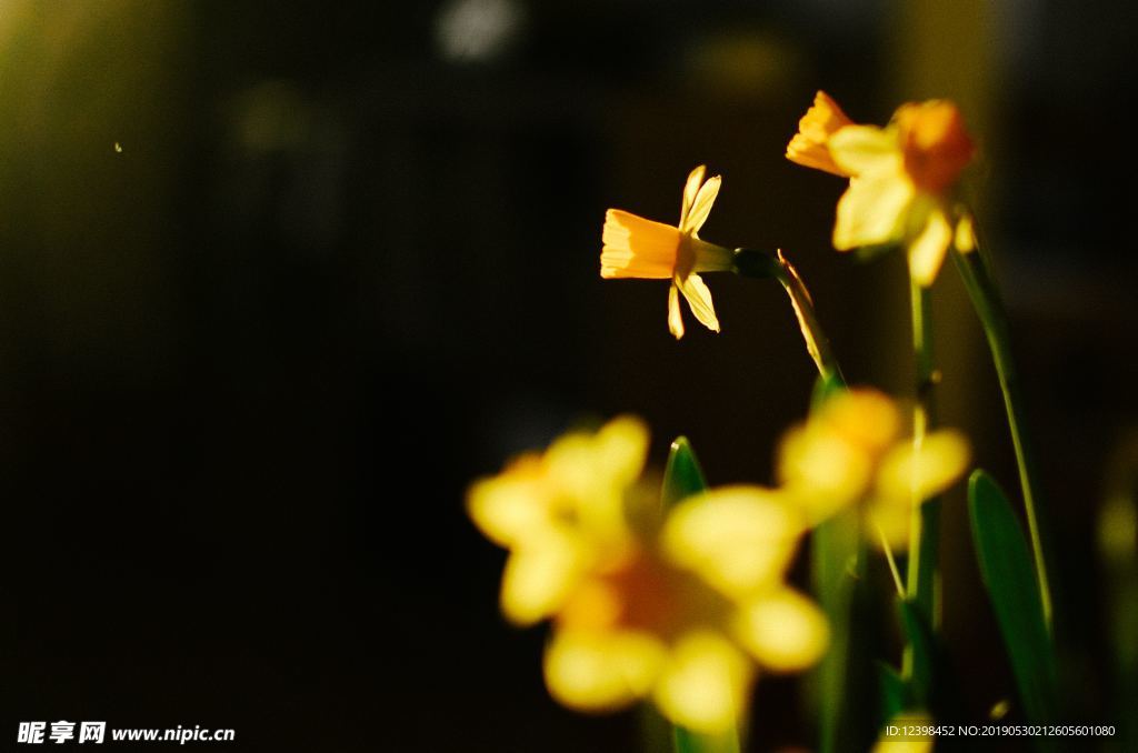 水仙花