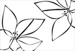 花朵素描