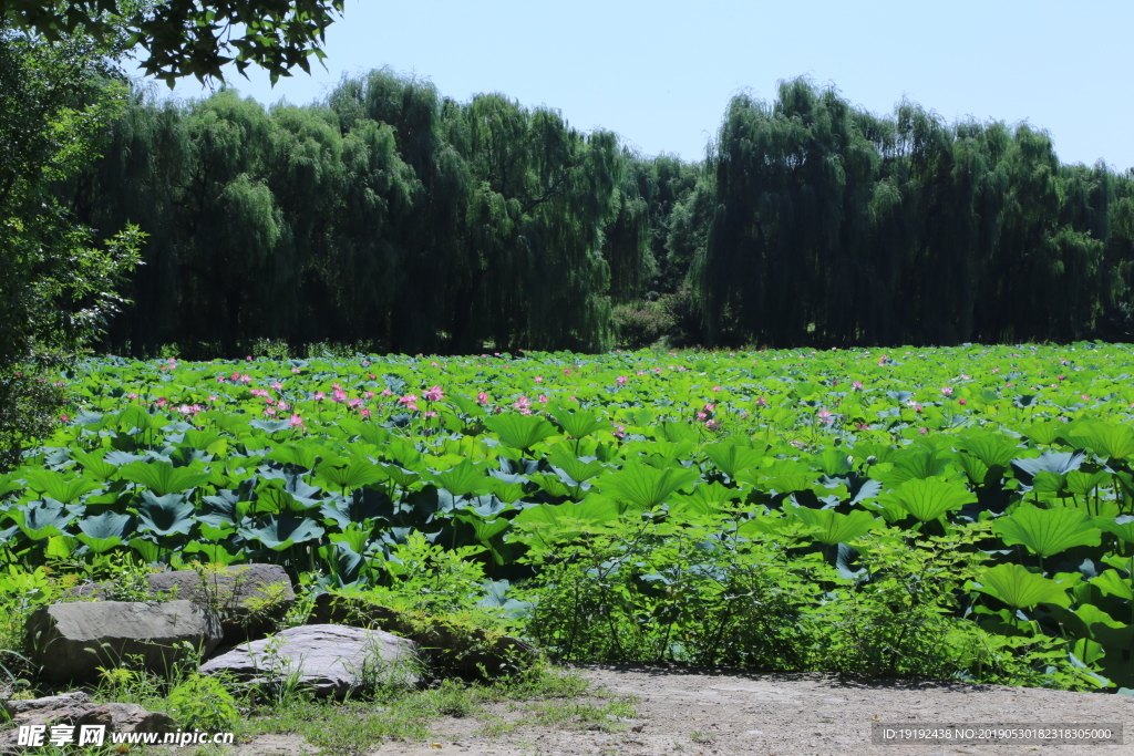圆明园风景