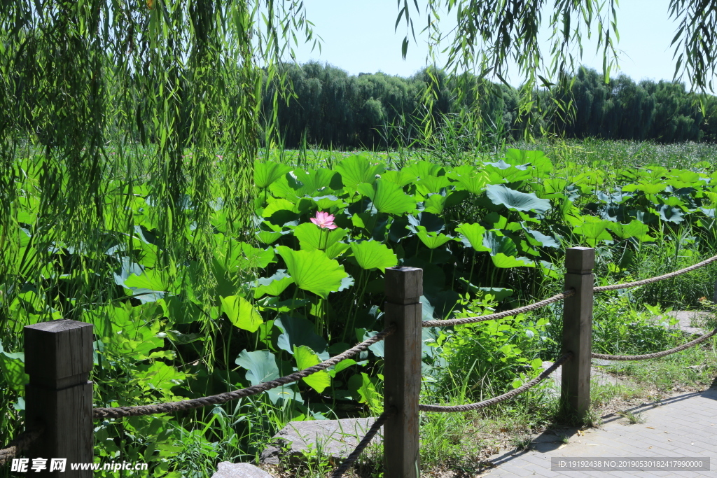 圆明园风景