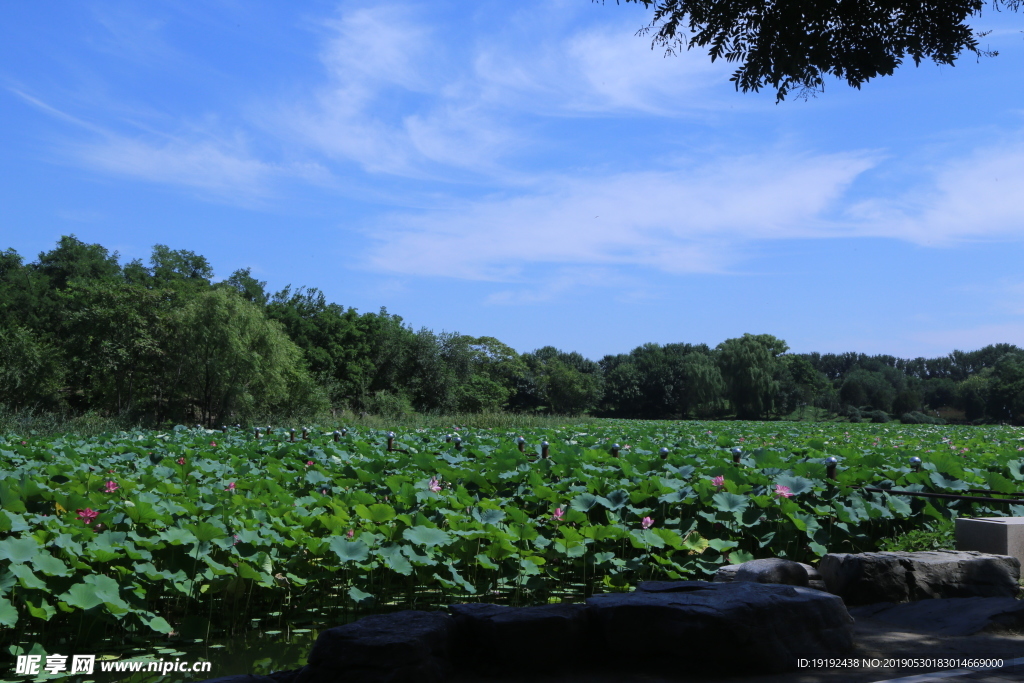 圆明园风景