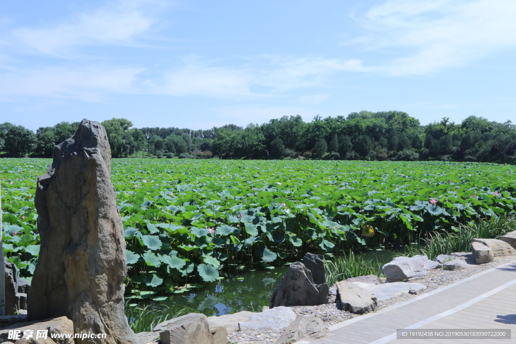 圆明园风景