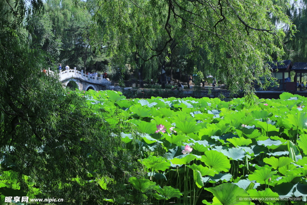 圆明园风景