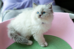 蓝色手套布偶猫