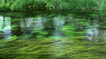 水草