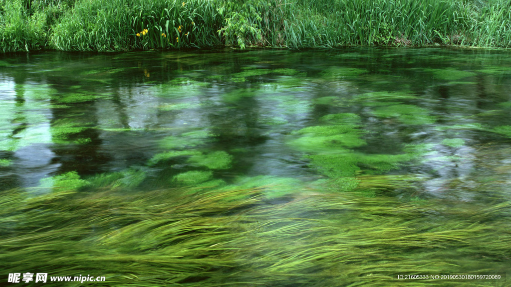 水草