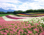 田野