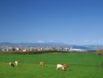 田野