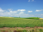 田野