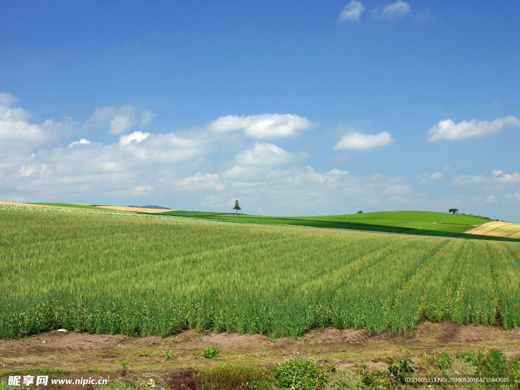 田野