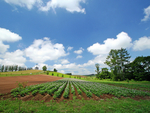 田野