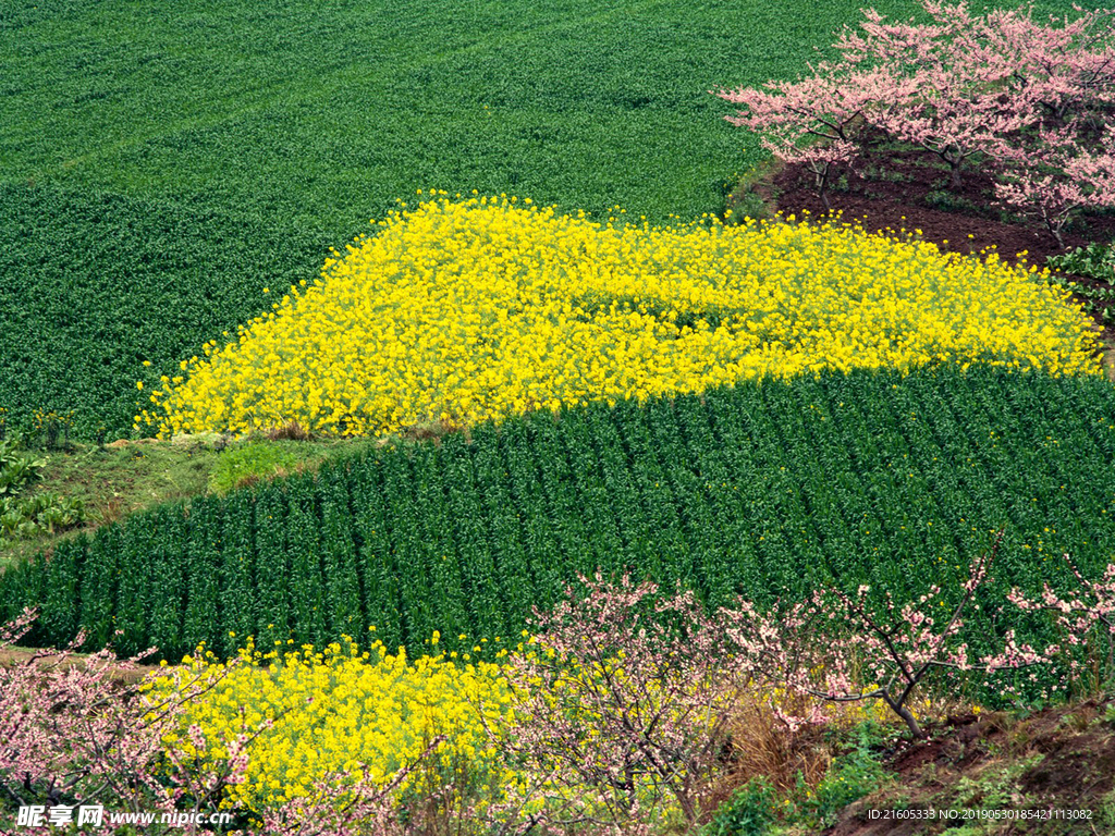 田野