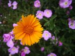 金鸡菊