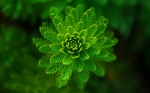 蕨类植物