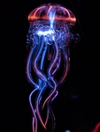 水母