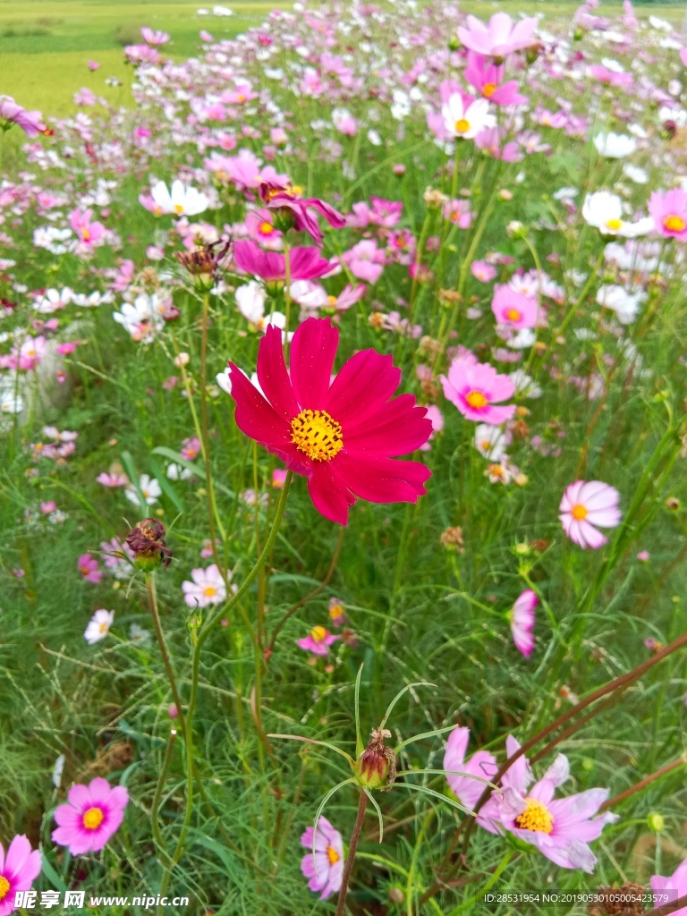 花开原野（秋英花）