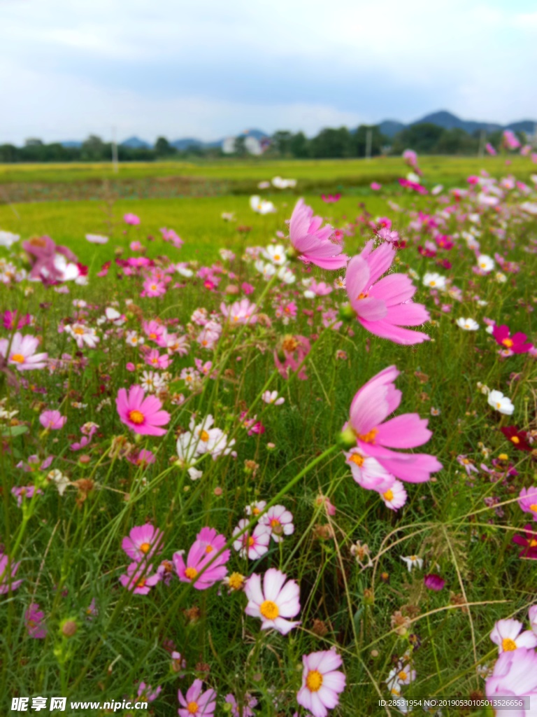 花开原野（秋英花）