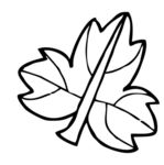 简笔画树叶1