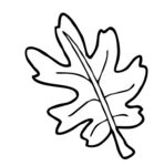 简笔画树叶2