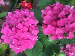 花簇 绣球花