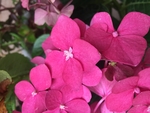 花簇 绣球花