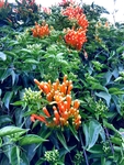 炮仗花