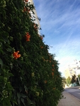 绿植墙