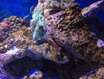 海洋生物