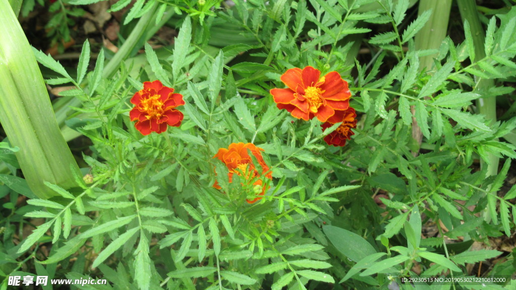 风景 花草 路边 自然 生态