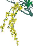 迎春花