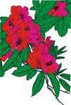 杜鹃花