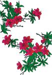 杜鹃花