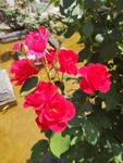 月季花
